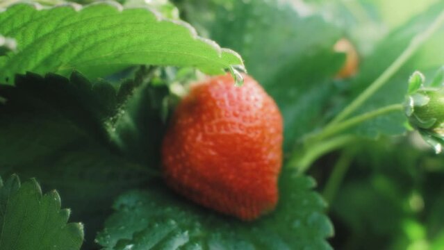 Gros plan d'une fraise dans un champ