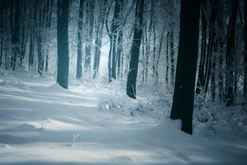 snowy winter woods scenery
