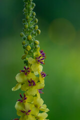 Verbascum nigrum black dark mullein wild flowering biennial herb with small yellow and purple flowers in bloom