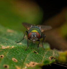 fly on the leaf