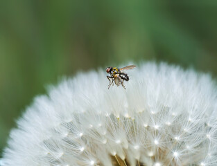 Fly on dandelion