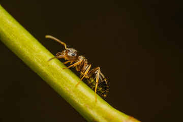 Ant on a branch