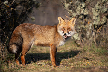 Naklejka na ściany i meble Red fox Vulpes vulpes. A fox stands in the wild. Wild fox
