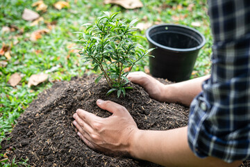 Man carrying seedling and protection in two hands to planting seedling into soil while working in the garden