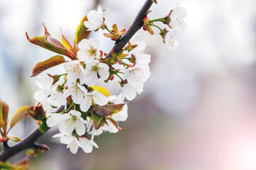 Sweet cherry branch with white flowers in garden on blurred background