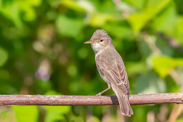 Eastern Olivaceous Warbler