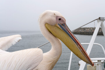 Fototapeta na wymiar head and beak of pelican on boat deck, Walvis Bay, Namibia
