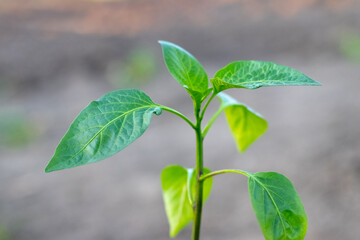 Fototapeta na wymiar Pepper seedling with green leaves in the garden