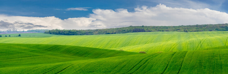 Wide green field with forest in the distance and picturesque cloudy sky