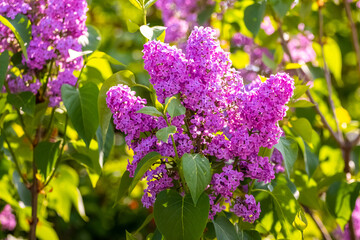 Lilac flowers. Purple lilac blooming in the garden on a sunny day