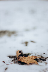leaves in snow