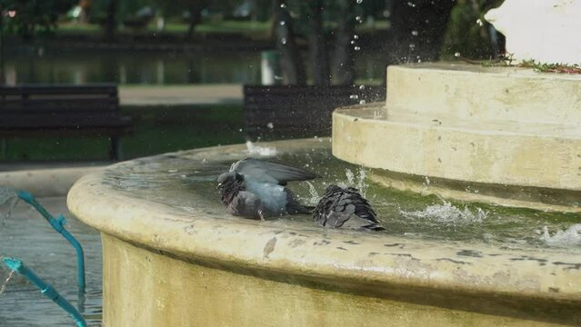 Pigeons bathe in the artesian fountain water.