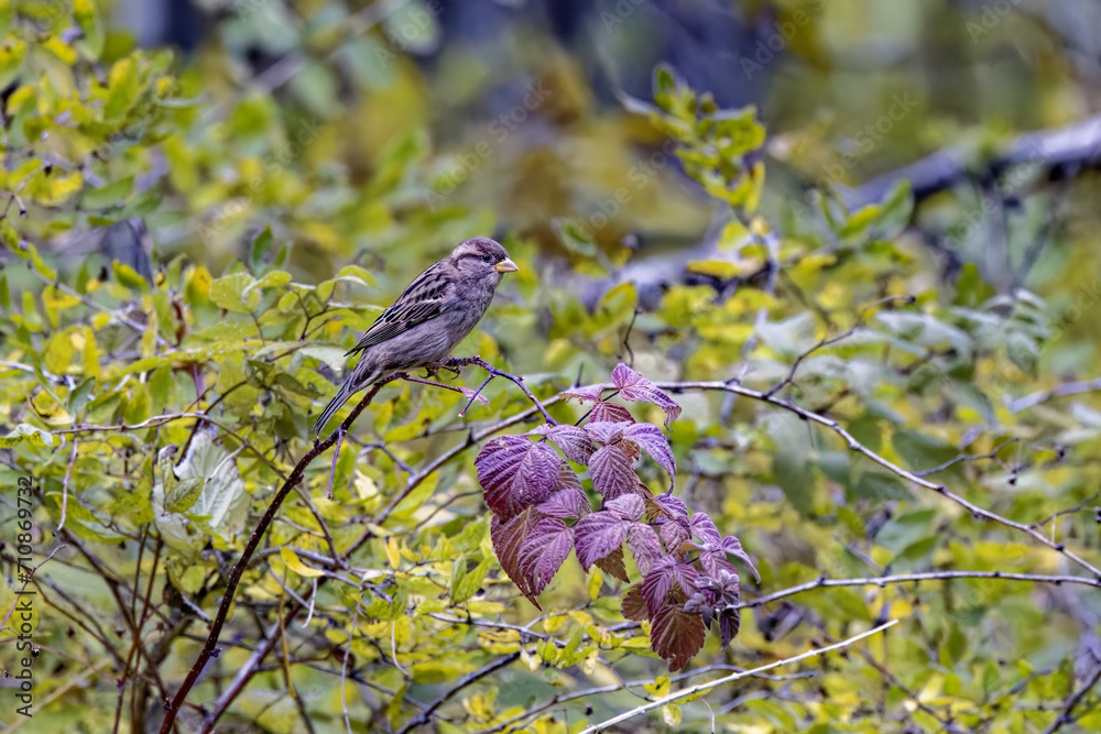 Poster The house sparrow (Passer domesticus) sitting on a shrub