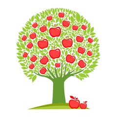 Apple tree isolated on white background. Farming concept, tree with fruits and big red apples near it, harvest infographic elements.  illustration in flat design