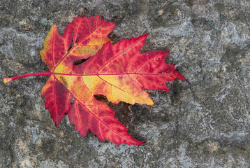 Maple leaf on a gray stone