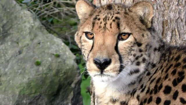 cheetah cat feline predator hunter carnivore head and face closeup