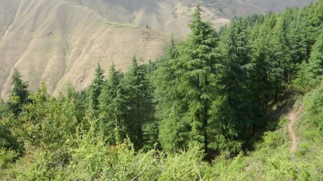 Valleys and mountain ridges of the Shivalik mountain range in the lower Himalayas with pine trees in the foreground. Uttarakhand India