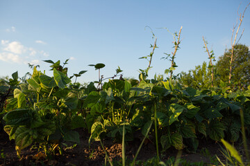 Fototapeta na wymiar Green beans plant in organic garden blue sky