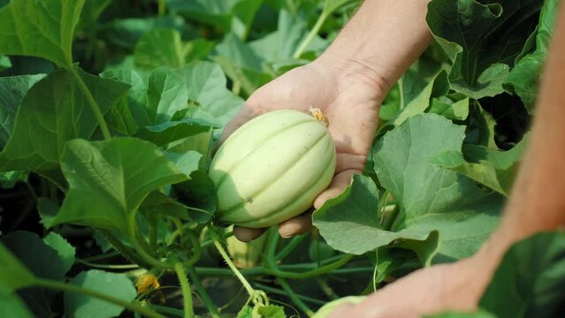 Mara&icirc;cher qui contr&ocirc;le la r&eacute;colte de melons