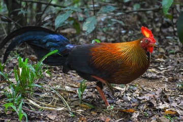 Sri Lankan junglefowl