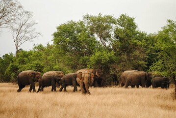 elephant herd and guard
