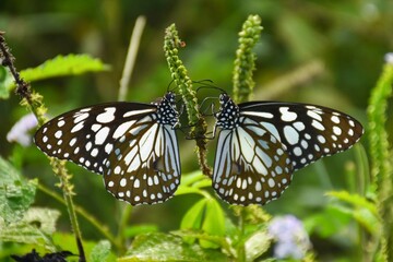 two butterfly in one flower