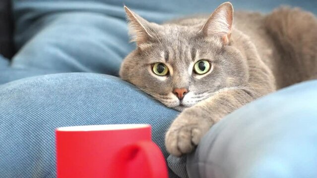 Domestic cat lying on the blue cushions of the sofa looking at the camera, red mug in the foreground is out of focus