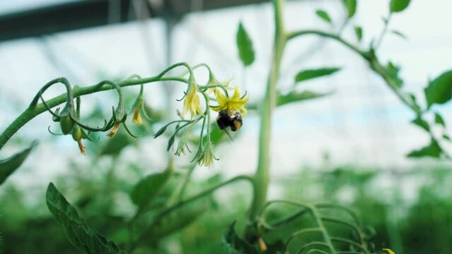 Bourdon qui butine des fleurs de tomates cerises