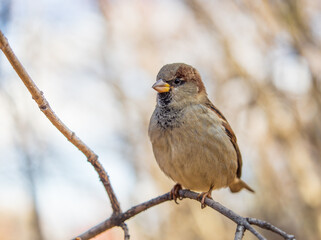 Sparrow sits on a branch without leaves.