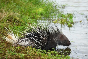 Indian Crested Porcupine