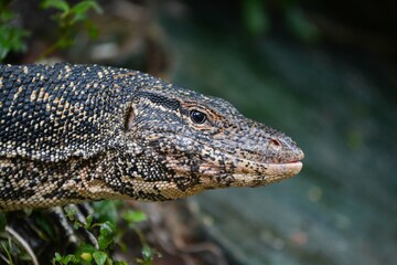 Lowland water monitor