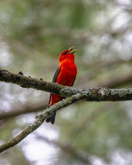 Scarlet Tanager
