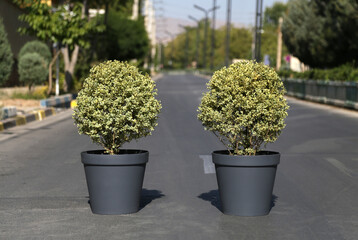 two, Golden Dream Boxwood in gray pots