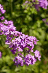 Blooming purple matiola flower