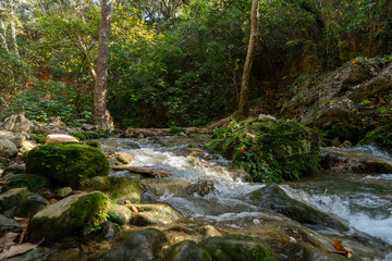 stream in the forest