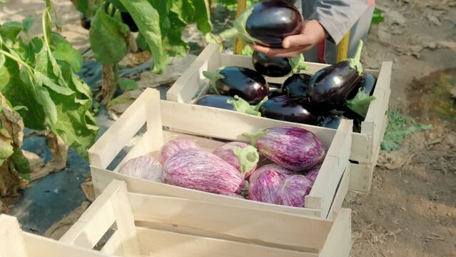 Mara&icirc;cher qui r&eacute;colte des aubergines