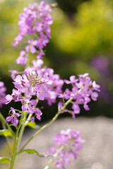 Blooming purple matiola flower