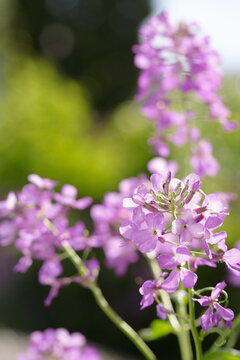 Blooming purple matiola flower