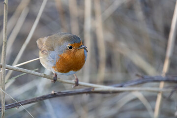 Robin bird (erithacus rubecula) in Winter. Perched on a bare branch within a shrub - Yorkshire, UK in January