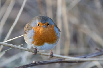 Robin bird (erithacus rubecula) in Winter. Perched on a bare branch within a shrub - Yorkshire, UK in January