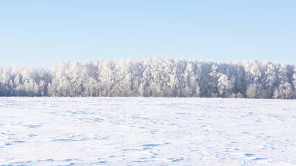 A forest in frost, clear blue sky, frost and a snowy field