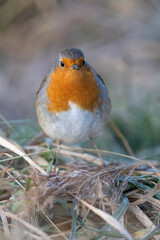 Robin bird (erithacus rubecula) on the ground in Winter. Yorkshire, UK in January
