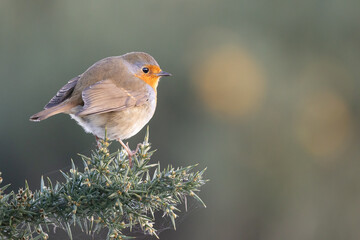 Robin bird (erithacus rubecula) in Winter. Perched on a gorse bush - Yorkshire, UK in January