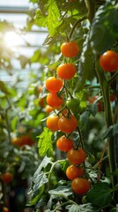 Dormant red tomato growing in a greenhouse