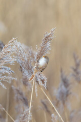 Female Bearded Reedling UK (panurus biarmicus). AKA Bearded Tit. Perched and feeding amongst the reeds. Yorkshire, UK in Winter