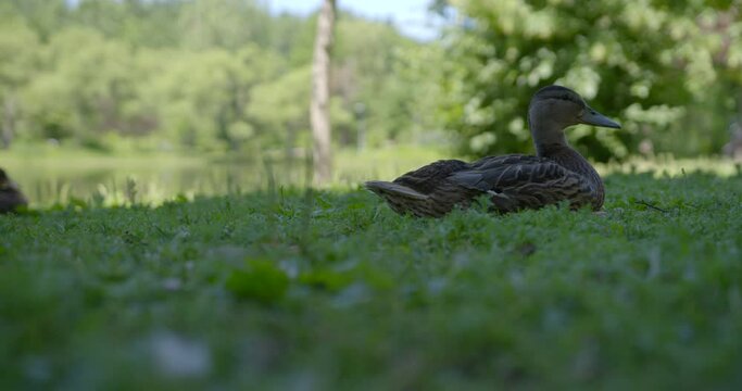 Duck sitting in the grass 2