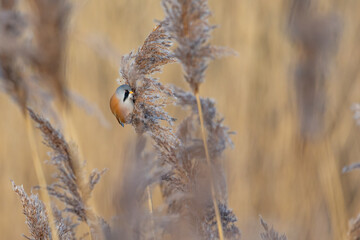Male Bearded Reedling UK (panurus biarmicus). AKA Bearded Tit. Perched and feeding amongst the reeds. Yorkshire, UK in Winter