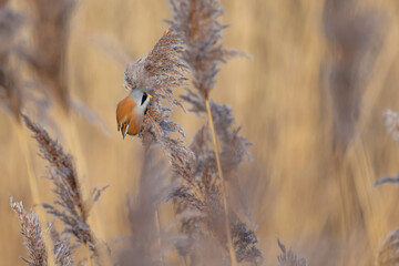 Male Bearded Reedling UK (panurus biarmicus). AKA Bearded Tit. Perched and feeding amongst the reeds. Yorkshire, UK in Winter