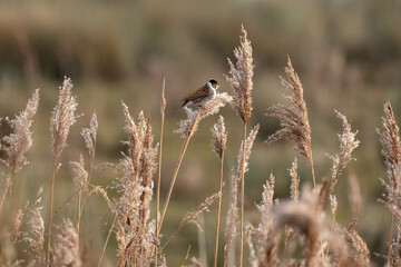 Male reed bunting (Emberiza schoeniclus) perched on a fluffy reed head. Yorkshire, UK in Winter