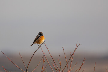 Stonechat Male UK (Saxicola rubicola) perched on a branch in Winter. Yorkshire, UK in January